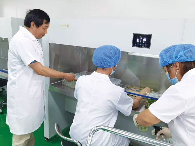 中國農業(yè)大學(xué)生物學(xué)院齊俊生教授指導試管苗脫毒技術(shù)